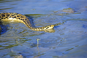 Yellow Anaconda (Eunectes notaeus), swimming in water, Pantanal, Brazil, South America