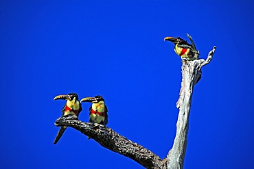 Chestnut-eared Aracari (Pteroglossus castanotis), adult birds on a tree, Pantanal, Brazil, South America