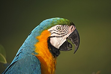 Blue-and-yellow Macaw (Ara ararauna), adult on a branch, Pantanal, Brazil, South America