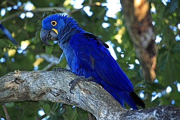 Hyacinth Macaw (Anodorhynchus hyacinthinus), adult bird in a tree, Pantanal, Brazil, South America