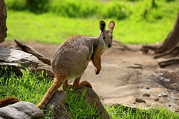 Yellow-footed Rock-wallaby (Petrogale xanthopus), adult on a rock, Australia