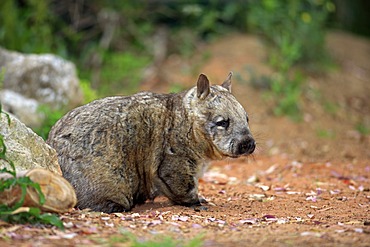 Southern Hairy-nosed Wombat (Lasiorhinus latifrons), adult, Australia