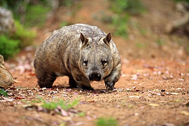 Southern Hairy-nosed Wombat (Lasiorhinus latifrons), adult, walking, Australia