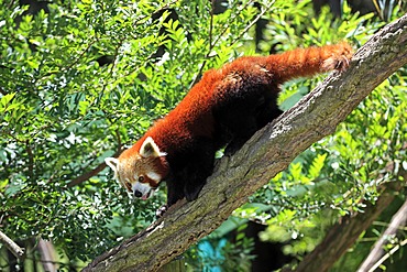 Red Panda (Ailurus fulgens fulgens adult), on tree, running, Asia