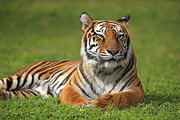 Bengal tiger or Royal Bengal tiger (Panthera tigris tigris), adult, India, Asia