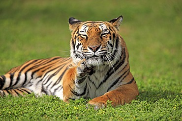 Bengal tiger or Royal Bengal tiger (Panthera tigris tigris), adult, India, Asia