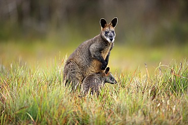 Swamp Wallabies (Wallabia bicolor), female and juvenile, Wilson Promontory National Park, Australia