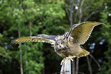 Eurasian Eagle-owl (Bubo bubo), adult, perched on fence post, Germany, Europe