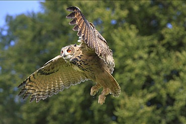 Eurasian Eagle-owl (Bubo bubo), adult, in flight, Germany, Europe