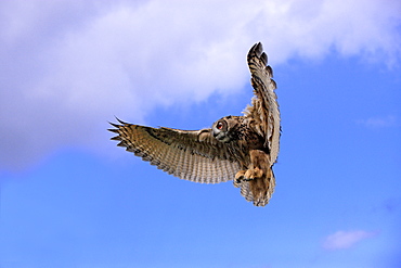 Eurasian Eagle-owl (Bubo bubo), adult, in flight, Germany, Europe