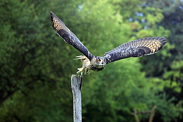 Eurasian Eagle-owl (Bubo bubo), adult in flight, Germany, Europe