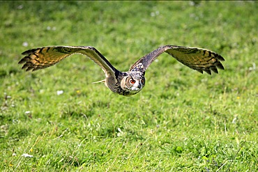 Eurasian Eagle-owl (Bubo bubo), adult in flight, Germany, Europe