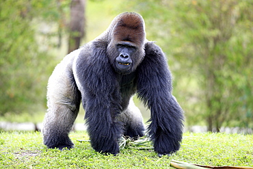 Western Gorilla (Gorilla gorilla), adult, male, silverback, Africa