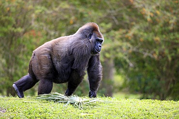 Western Gorilla (Gorilla gorilla), adult, female, Africa