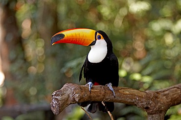 Toco Toucan (Ramphastos toco), adult, on tree, Pantanal, Brazil, South America