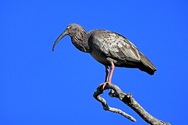 Plumbeous ibis (Theristicus caerulescens), adult, perched on a tree, Pantanal wetland, Brazil, South America