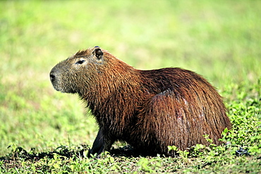 Capybara (Hydrochoerus hydrochaeris), adult, Pantanal wetland, Brazil, South America