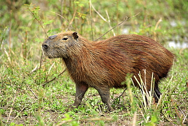 Capybara (Hydrochoerus hydrochaeris), adult, Pantanal wetland, Brazil, South America