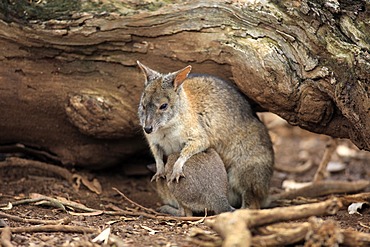 Parma Wallaby (Macropus parma), adult and joey, Australia