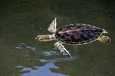 Green Sea Turtle (Chelonia mydas), adult swimming in the water, exhaling, Grand Cayman, Cayman Islands, Caribbean