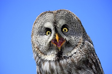 Great Grey Owl or Lapland Owl (Strix nebulosa), adult, portrait, calling, Germany, Europe