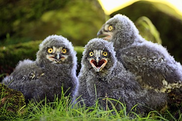 Snowy Owls (Nyctea scandiaca), three fledglings calling