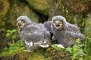 Snowy Owls (Nyctea scandiaca), three fledglings calling