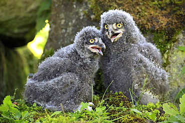 Snowy Owls (Nyctea scandiaca), two fledglings callingtdoors, outside, ornithology, zoology, color, colour