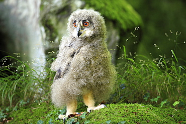 Eagle Owl (Bubo bubo), fledgling, alert, Germany, Europe