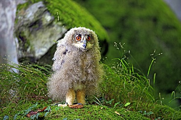 Eagle Owl (Bubo bubo), fledgling, alert, Germany, Europe