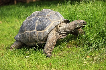 Aldabra giant tortoise (Testudo gigantea, Geochelone gigantea), foraging