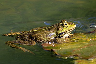 Edible frog (Rana esculenta), between water lilies in water, Luisenpark, Mannheim, Baden-Wuerttemberg, Germany, Europe