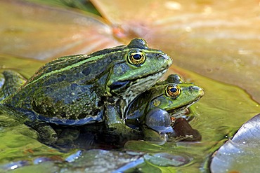 Edible frog (Rana esculenta), pair in water, Luisenpark, Mannheim, Baden-Wuerttemberg, Germany, Europe