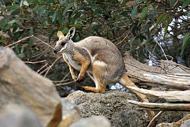 Yellow-footed Rock-wallaby (Petrogale xanthopus), South Australia, Australia