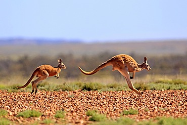 Red Kangaroo (Macropus rufus) jumping adult female and young, Tibooburra, Sturt National Park, New South Wales, Australia