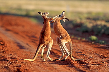 Red Kangaroo (Macropus rufus), male adults fighting, Tibooburra, Sturt National Park, New South Wales, Australia