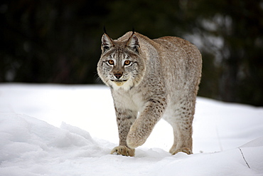 Eurasian lynx (Lynx lynx), adult, foraging, snow, winter, Montana, USA