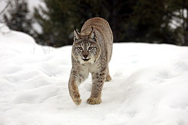 Eurasian lynx (Lynx lynx), adult, foraging, snow, winter, Montana, USA