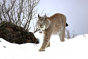 Eurasian lynx (Lynx lynx), adult, foraging, snow, winter, Montana, USA