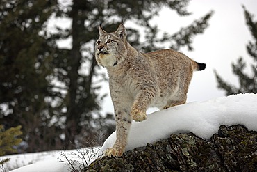 Eurasian Lynx (Lynx lynx), adult, foraging in the snow, winter, Montana, USA