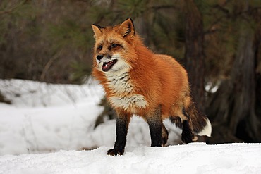 Red fox (Vulpes vulpes), adult, foraging, snow, winter, Montana, USA