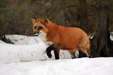 Red fox (Vulpes vulpes), adult, foraging, snow, winter, Montana, USA