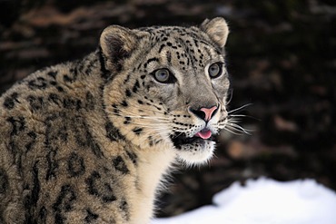 Snow leopard (Uncia uncia), adult, portrait, snow, winter, Asia