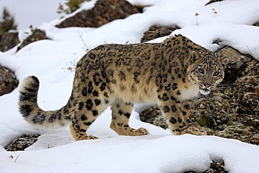 Snow leopard (uncia uncia), adult, foraging, snow, winter, Asia