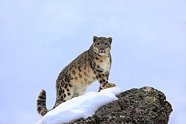 Snow leopard (Uncia uncia), adult, foraging, snow, winter, Asia