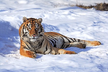 Siberian Tiger (Panthera tigris altaica), lying in snow, winter, Asia