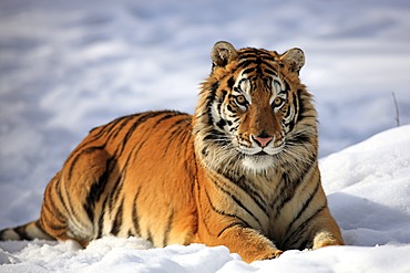 Siberian Tiger (Panthera tigris altaica), lying in snow, winter, Asia