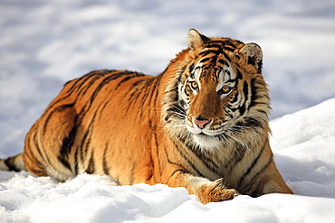 Siberian Tiger (Panthera tigris altaica), lying in snow, winter, Asia