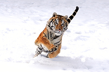 Siberian Tiger (Panthera tigris altaica), jumping, snow, winter, Asia