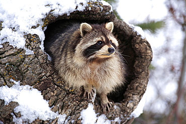 Raccoon (Procyon lotor), den, snow, winter, Montana, USA